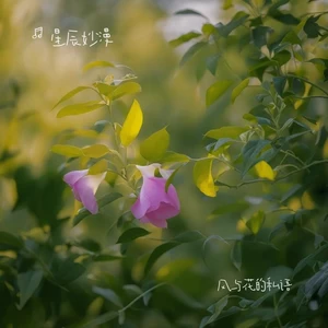 风与花的私语