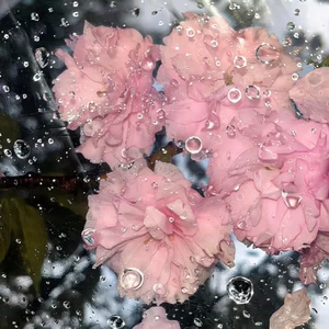 爱（你还记得吗记忆的炎夏）