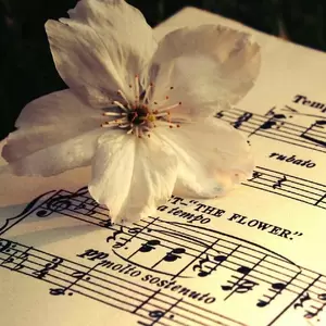 betrayal黄昏英文版