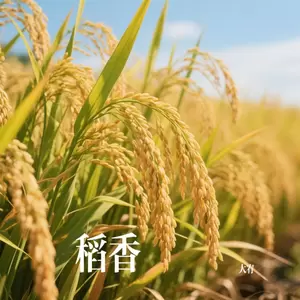 稻香