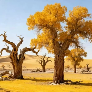 看我跃马扬鞭(竹笛版)