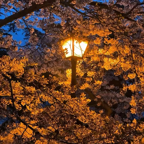 傻女 (DJ粤语版)